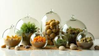 Tipos De Terrários De Musgo Para Planejar